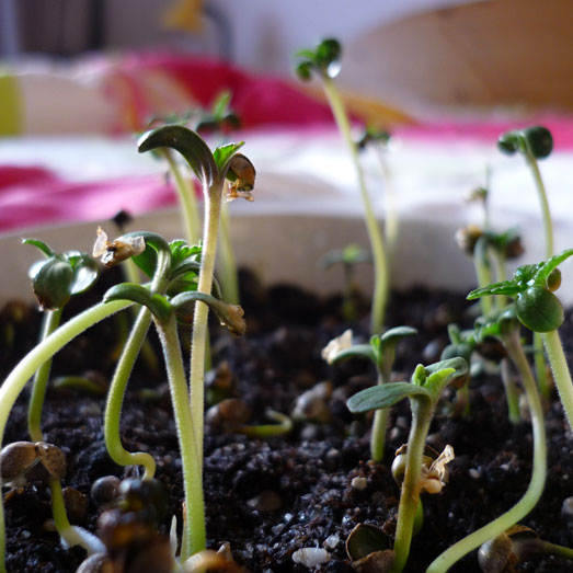 Aarde met cannabis zaailingen.