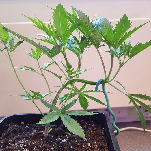 Scrog-voorbereiden: takjes naar beneden buigen.