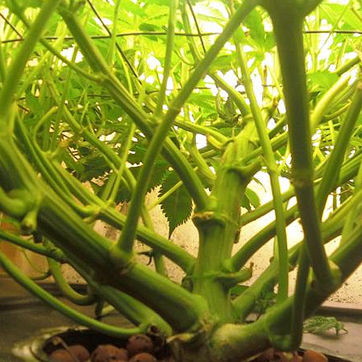 Scrog voorbeeld onder aanzicht.