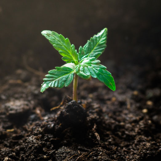 Extra blaadjes groeien tijdens de groeifase.