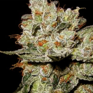 OG‚Äö√Ñ√¥s Kush - Blimburn Seeds
