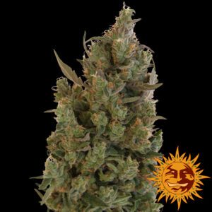 Blue Cheese - Barney's Farm