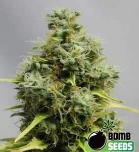 Big Bomb - Bomb Seeds