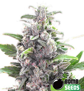 THC Bomb Autoflower - Bomb Seeds