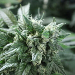 Kuchi - Devils Harvest foto top wietplant