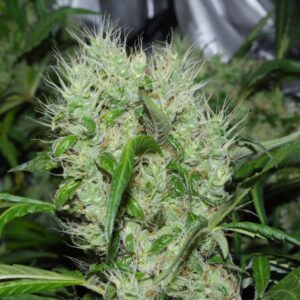 Orange Bud - Dutch Passion