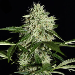 Northern Lights Auto - Green House Seeds