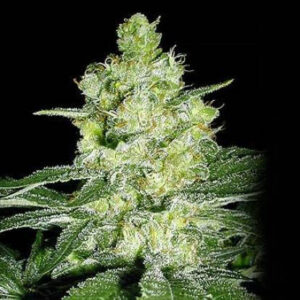 Skunk #1 - G13 Labs