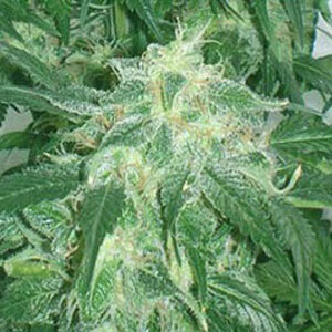 Amnesia Bilbo - Genehtik Seeds