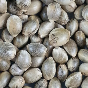 Somango Bulk - Huismerk Wietzaadjes.nl afbeelding wietzadenb