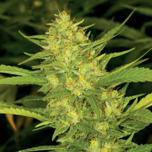 Sour Diesel - Huismerk Wietzaadjes.nl