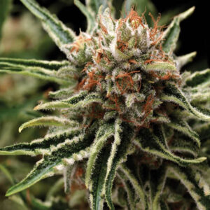 Shark - Pyramid Seeds