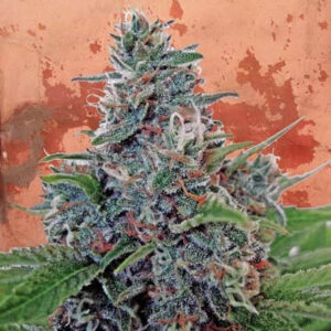 Auto Blue Amnesia - Ministry of Cannabis