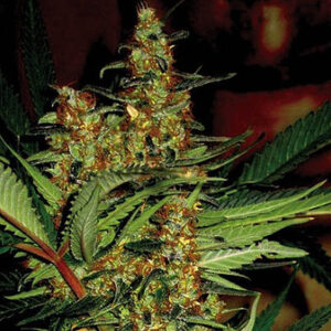 Amajikoym - Super Strains