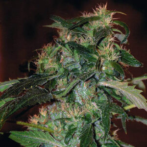 Jack 47 F1 Fast V - Sweet Seeds