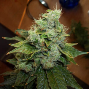 Acid - Paradise Seeds