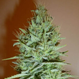 Ice Cream - Paradise Seeds