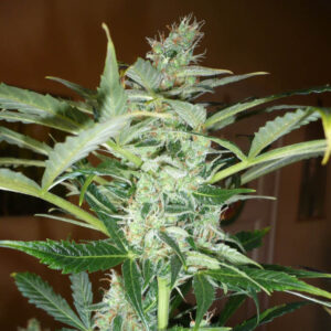 Pandora Autoflower - Paradise Seeds