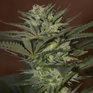 Auto Mini Gun - Seedsman