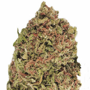 Dream Machine - Heavyweight Seeds