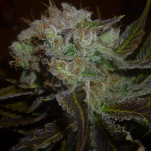 Prozack - Medical Seeds