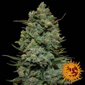 Cookies Kush - Barney‚Äö√Ñ√¥s Farm