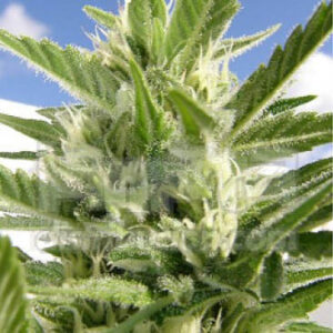 King Kong Auto - Dr Underground