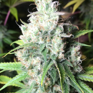 Dieselicious - Freedom of Seeds