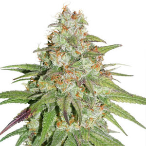 Glueberry OG - Dutch Passion