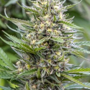 Strawberry Ice - Bulldog Seeds