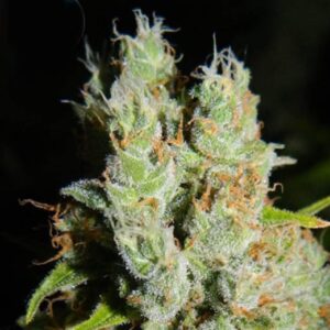 Medical Buddha - Kera Seeds