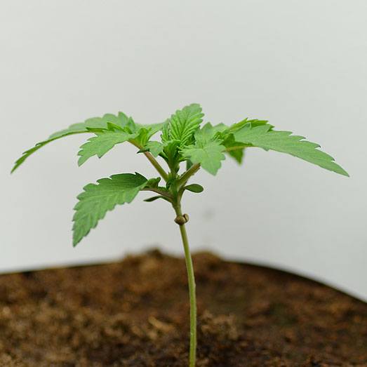 De Amnesia haze 2 aá 3 weken oud.
