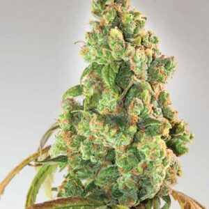 Nurse Lilly CBD - Expert Seeds