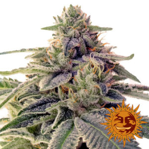 Shiskaberry van Barney's Farm
