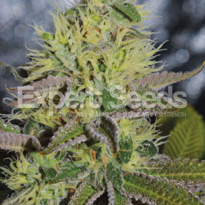 Sweet Zombie - Expert Seeds