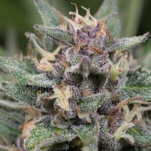 Bluehell Auto - Medical Seeds