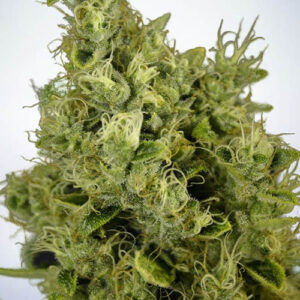 Mandarin Haze - Ministry of Cannabis