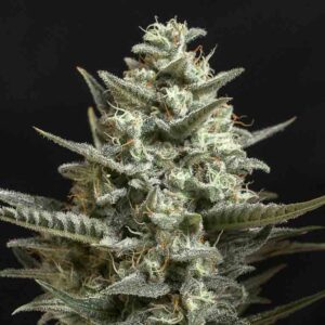 Sweet Bilbo - Genehtik Seeds