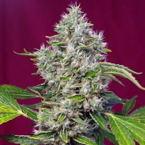 San Fernando Lemon Kush - Sweet Seeds