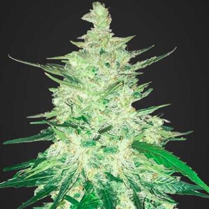 Green Crack CBD Auto - Huismerk Wietzaadjes.nl