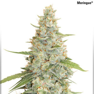 Meringue - Dutch Passion
