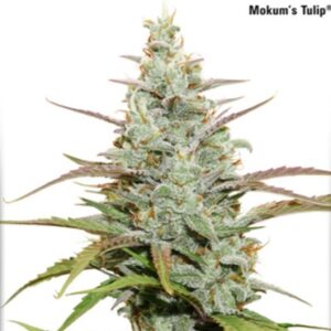 Mokum's Tulip - Dutch Passion