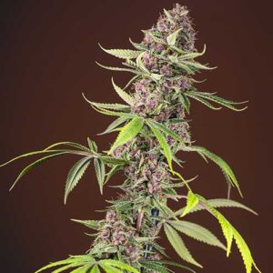 Red Mandarine F1 Fast Version - Sweet Seeds