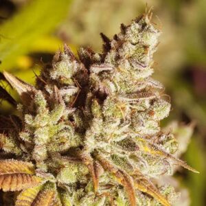 Vision Gorilla - Vision Seeds