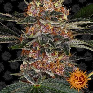 Purple Punch - Barney's Farm