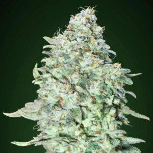 OG Kush SFV - Advanced Seeds