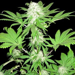 Sumo's OG Kush - Sumo Seeds