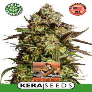 Venice Beach Afghan Auto - Kera Seeds