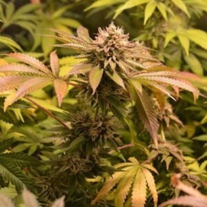 West Coast Bubbles - Sumo Seeds