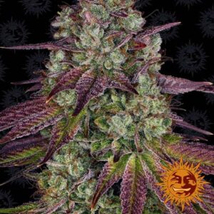 Mimosa Evo - Barney's Farm